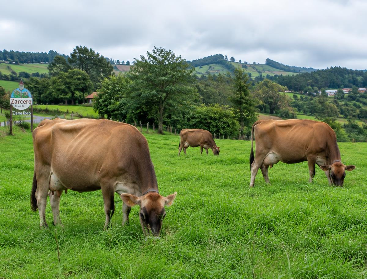 Vacas Jersey pastando en Zarcero